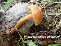 Phaeomarasmius erinaceus-amf1350-1